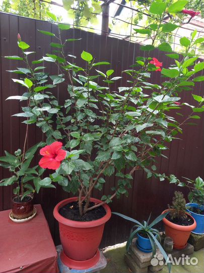 Гибискус комнатный в горшке