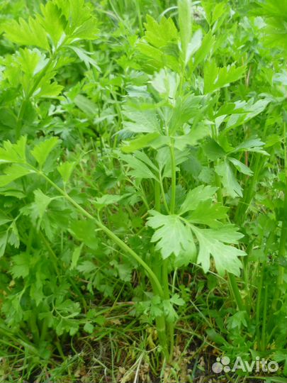 Любисток трава, семена лекарственная зелень пряная