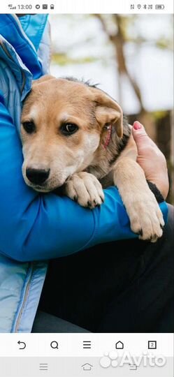 Метис овчарки