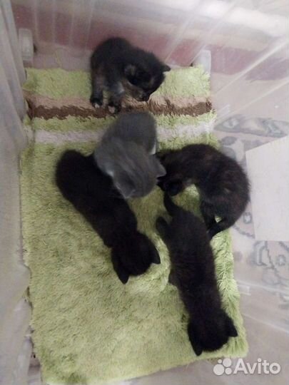 Кошка