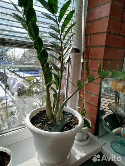 Комнатные цветы