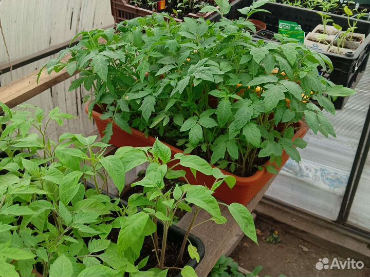 Рассада помидор, капуста