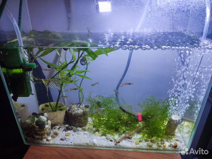 Аквариум с рыбками. Гуппи эндлер