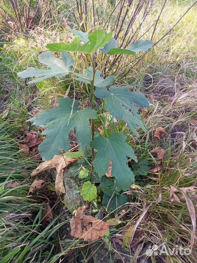 Саженцы инжира