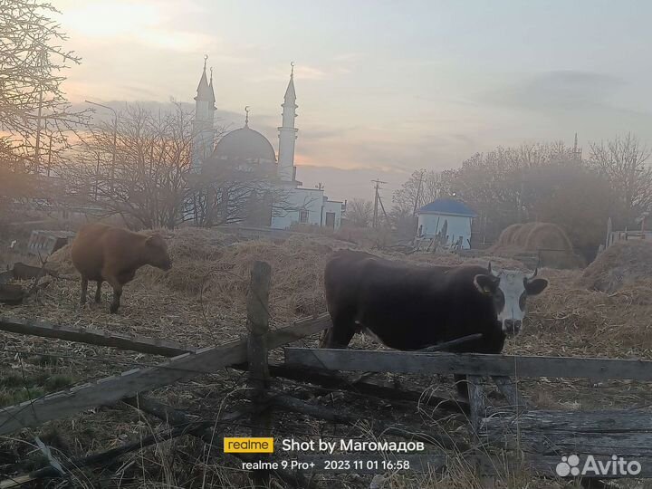 Коровы стельные