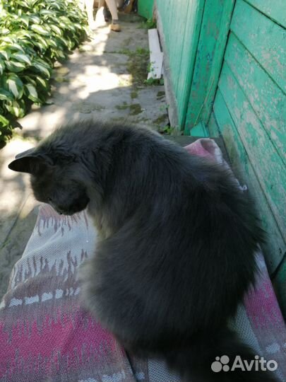 Кошка Мура
