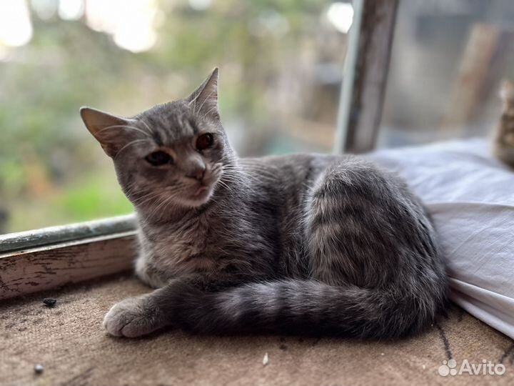 Кот в добрые руки