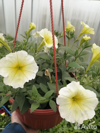 Цветы петунии рассада