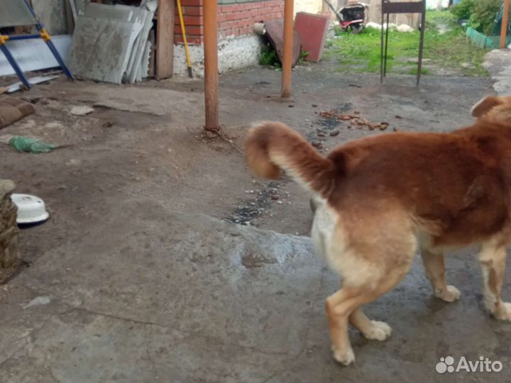 Отдам бесплатно