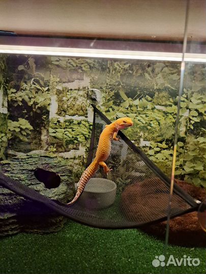 Эублефар с террариумом