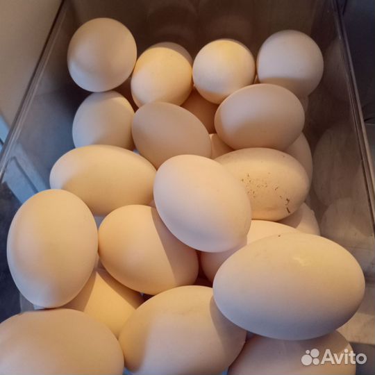 Яйцо домашнее гусиные,утиные