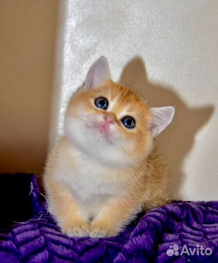 Шотландская девочка