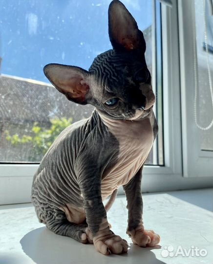 Канадский сфинкс