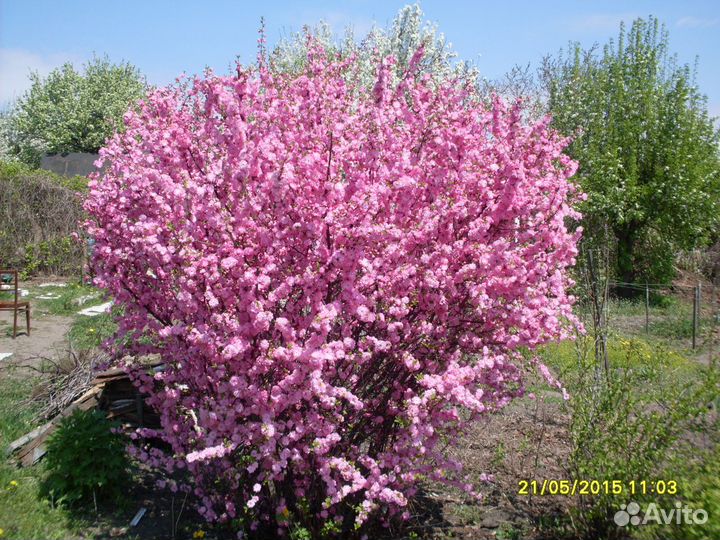 Саженцы плодово ягодных и декоративных культур