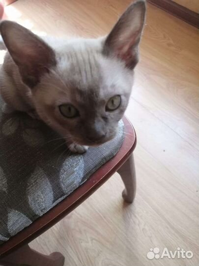 Бурианский котенок
