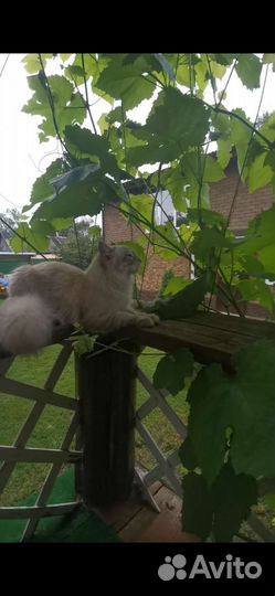 Кот на вязку