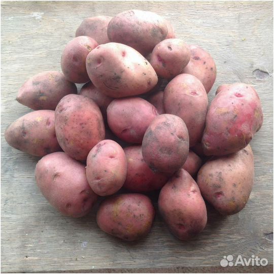 Семенной картофель красный