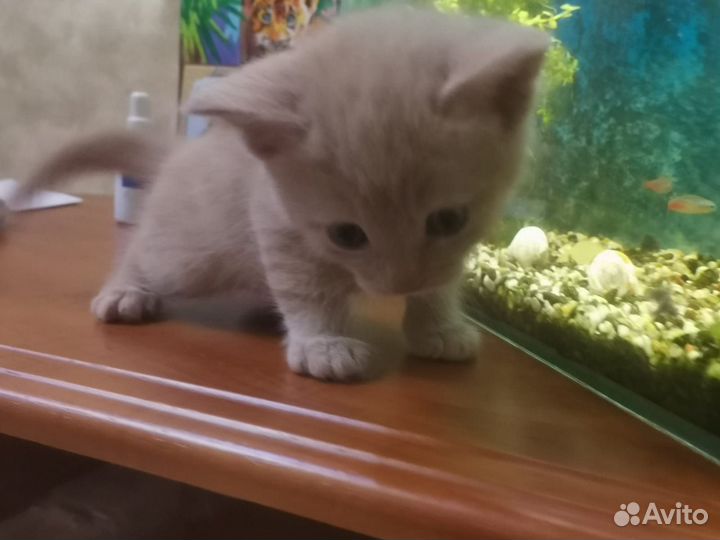 Котенок бесплатно