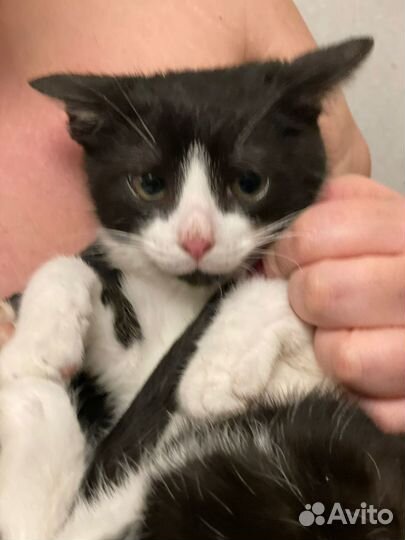 Ищем дом этому бедолаге