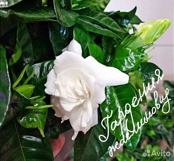 Гардения жасминовидная