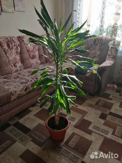 Пальма Юкка