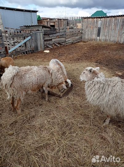 Катумские баранчик и ярочки