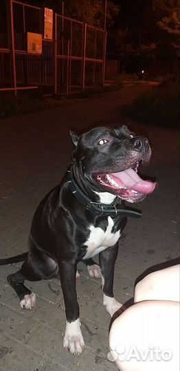 Питбуль, вязка