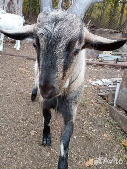 Козел нубийский