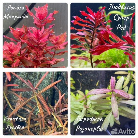 Аквариумные растения