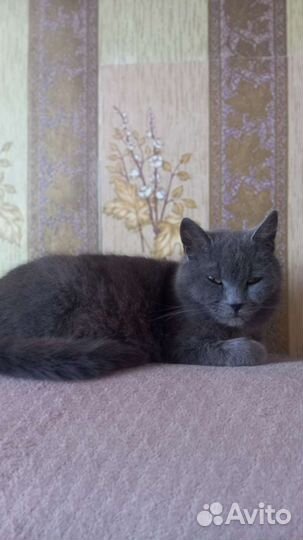 Отдам в добрые руки котят