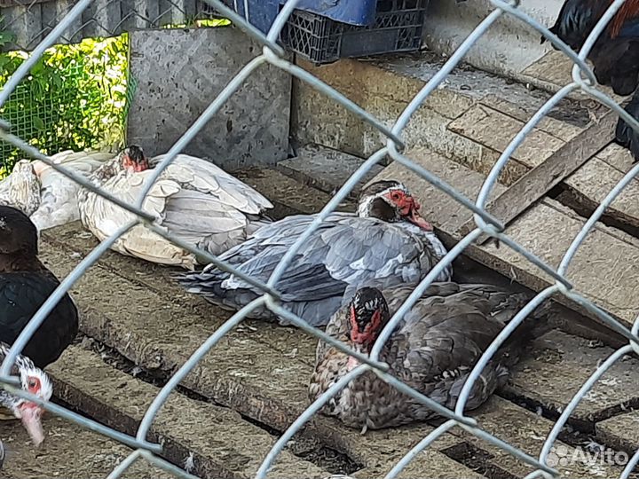 Индоутка. Мускусная утка. Селезень