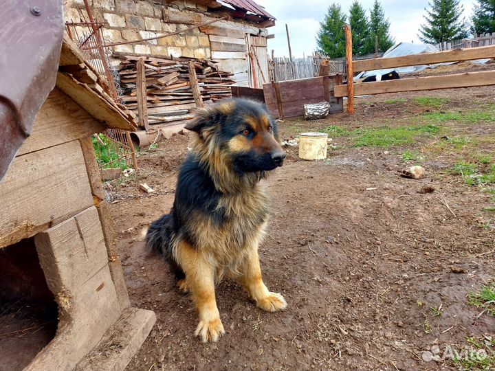 Немецкая овчарка