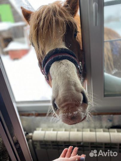 Советский тяжеловоз