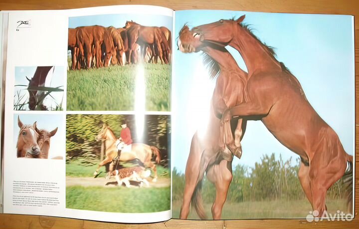 Книга ветер в гриве / Мерлин Монро