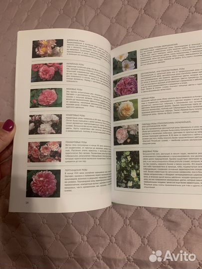 Розы справочник, все цветы на вашем участке