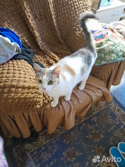Кошка в дар бесплатно