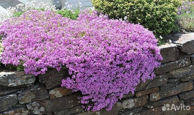 Многолетние цветы