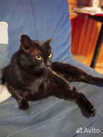 Кошки курильский бобтейл. Владимирская обл