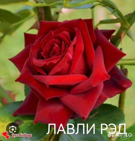 Сортовые саженцы роз