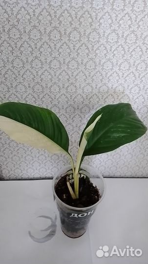 Спатифиллум Пикассо