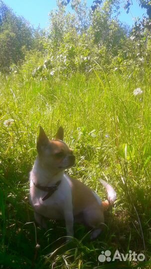 Вязка чихуахуа