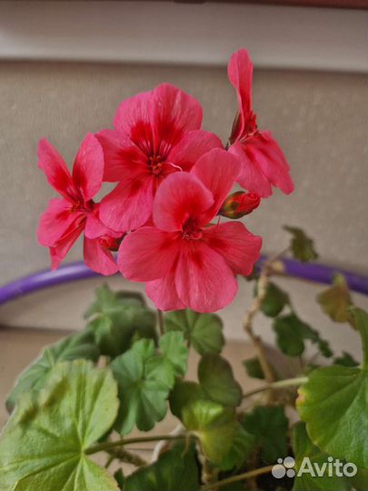 Сортовые Пелларгонии