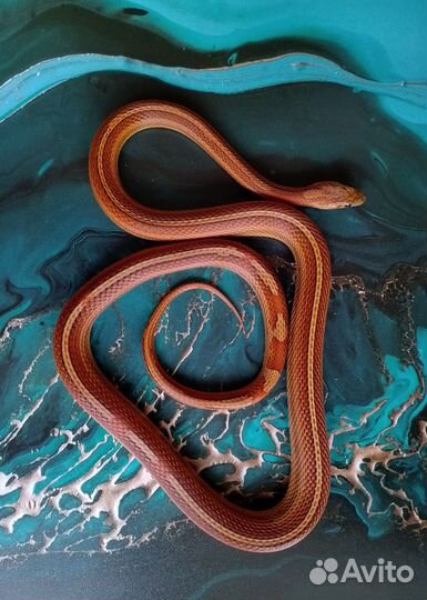 Пара маисовых полозов