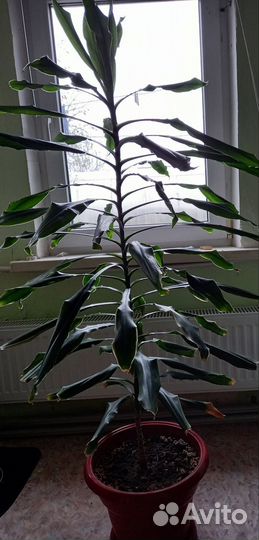 Панданус.Драцены