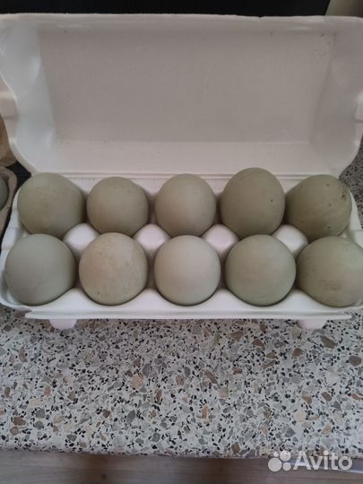 Утиные яйца домашние