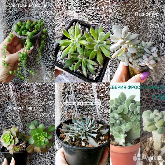 Суккуленты