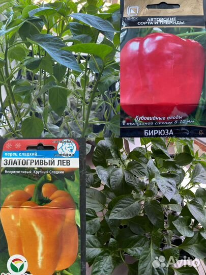 Рассада перца сладкого