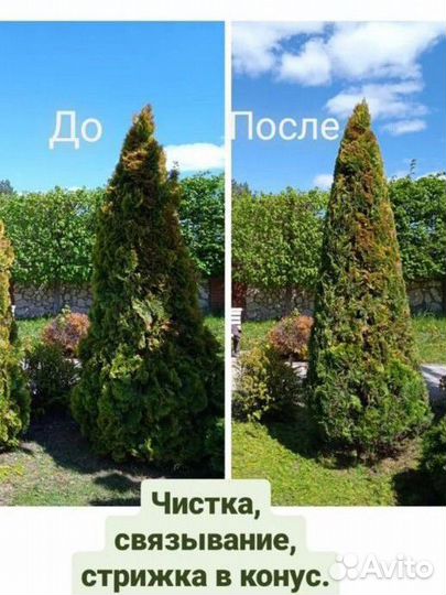 Стрижка живых изгородей, туй, можжевельников