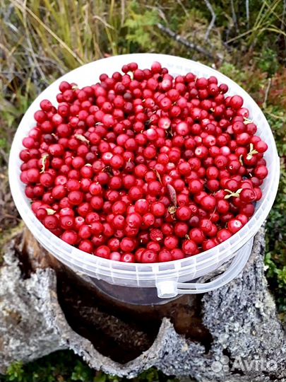 Черника брусника ягоды