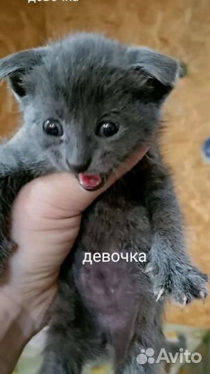 Котята в добрые руки бесплатно